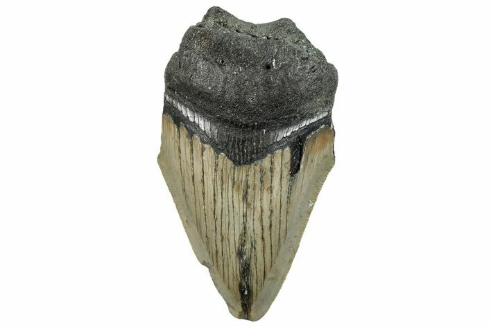 Bargain, Fossil Megalodon Tooth - Serrated Blade #295429